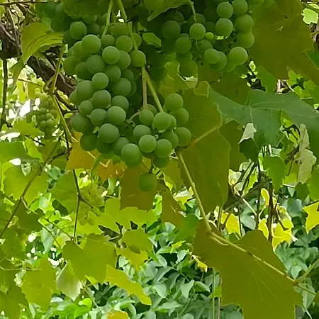 Dimora San Lorenzo Maggio